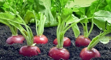 Jaké plodiny lze a nelze zasadit po sklizni ředkviček?